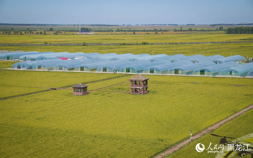 佳木斯富锦：以稻为墨 绘就农文旅新图景
