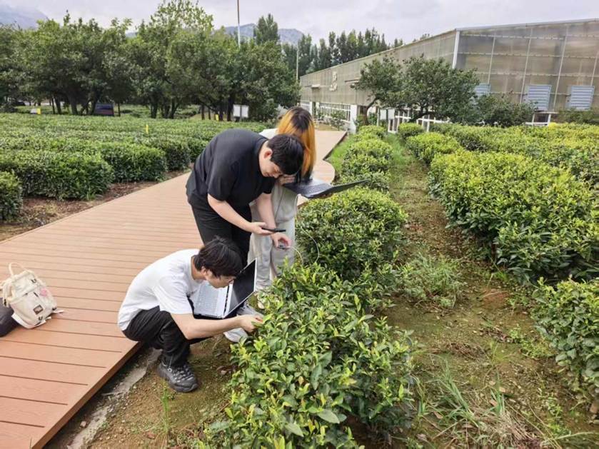 从一片茶叶看科技助农：青岛大学团队在茶园验证健康监测工具