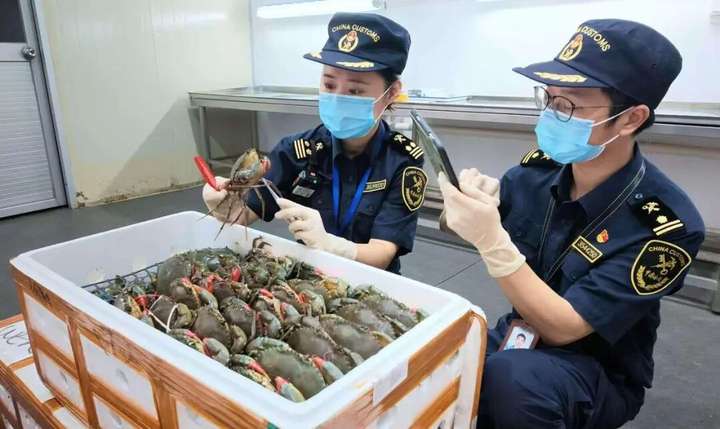 一小时极速通关!印尼活青蟹“飞”抵福州新区(长乐区)