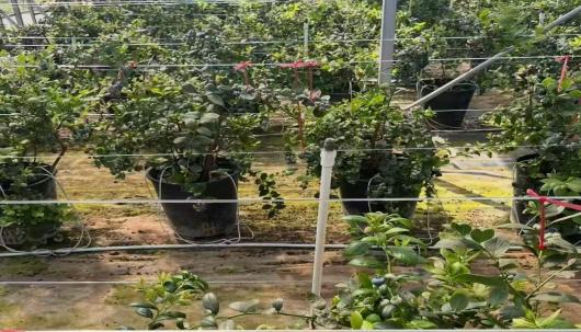 东北财经大学: 莓香智赋以大模型赋能蓝莓产业高校科创助力乡村产业振兴