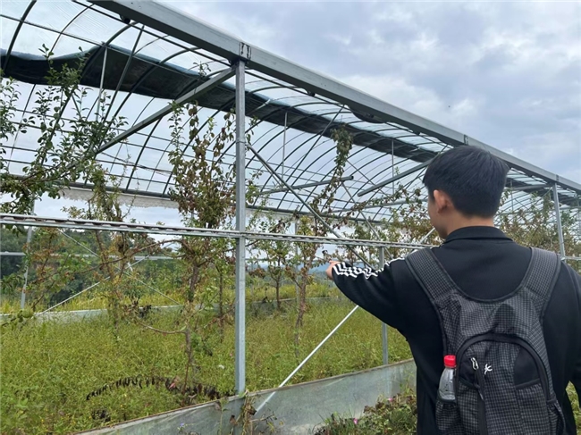 深入山地果园调研低空经济 郑大学子探索无人机植保乡村应用新路径