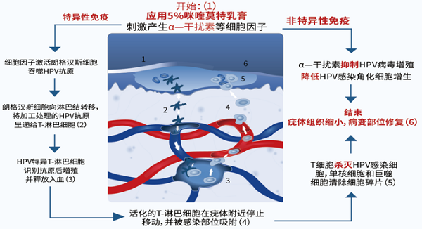 科学免疫抗病毒，明欣利迪为皮肤健康保驾护航
