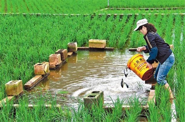 插秧季规划稻田开挖沟渠，王泽宁守住农田生态底线