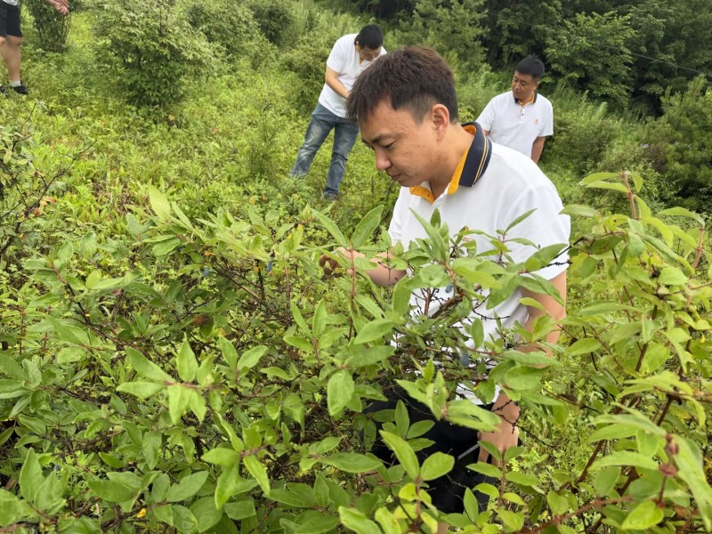 阳光财险黑龙江分公司:撑起“防护伞” 助力特色产业发展保丰收